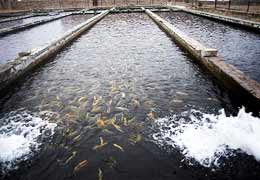 Рыбные хозяйства готовы сократить на 50% потребление воды из артезианских источников Араратской долины